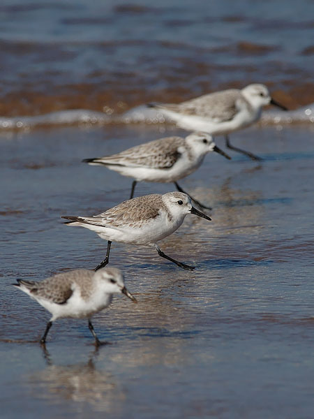 Pulmussirri, Sanderling, Calidris alba